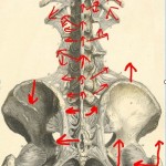 An example of the detail possible with DNFT chirorpactic