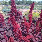 Utah Amaranth