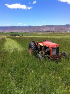 First hay cutting First hay cutting