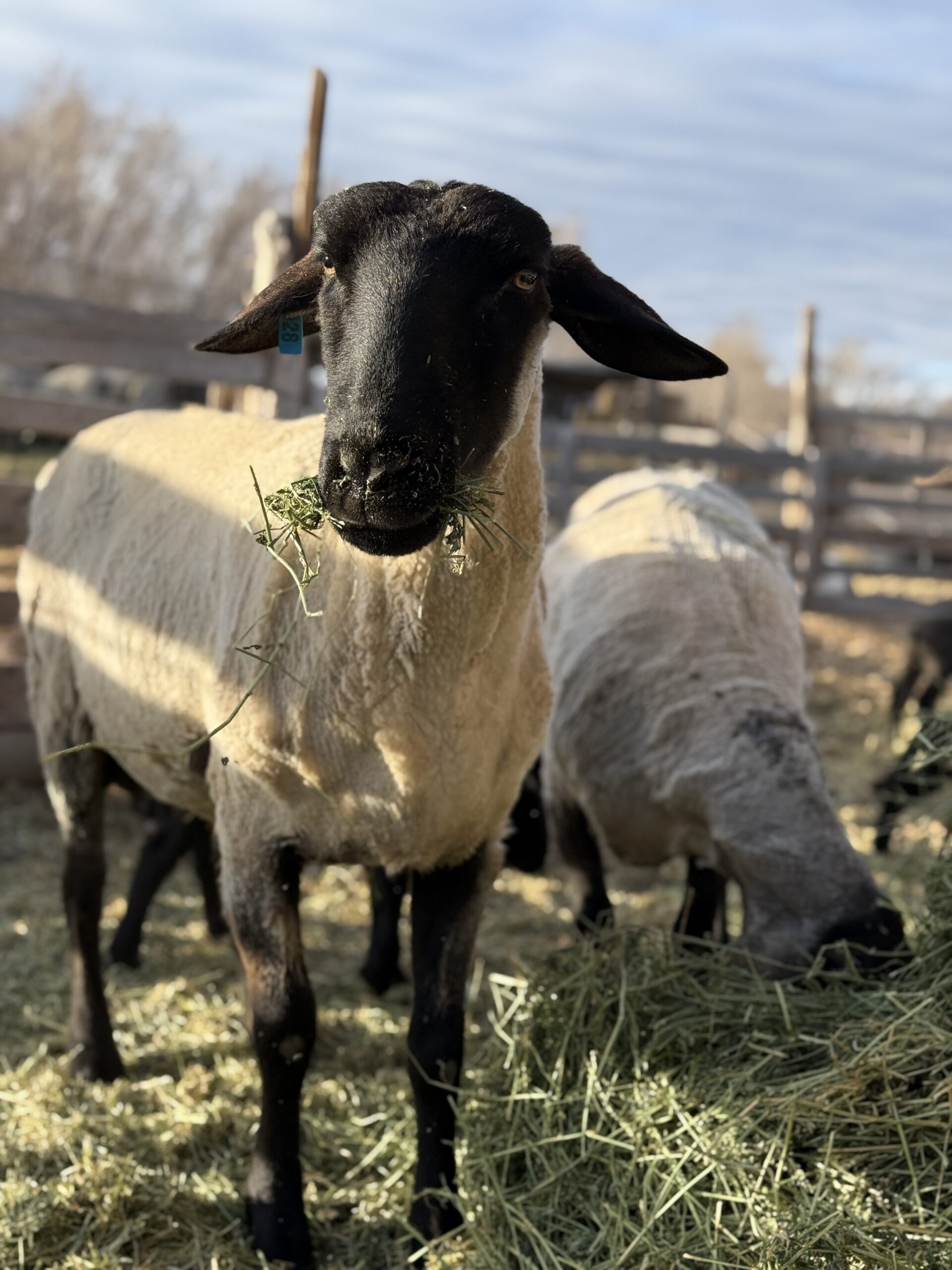 Suffolk sheep eating hay at the Flying Farm