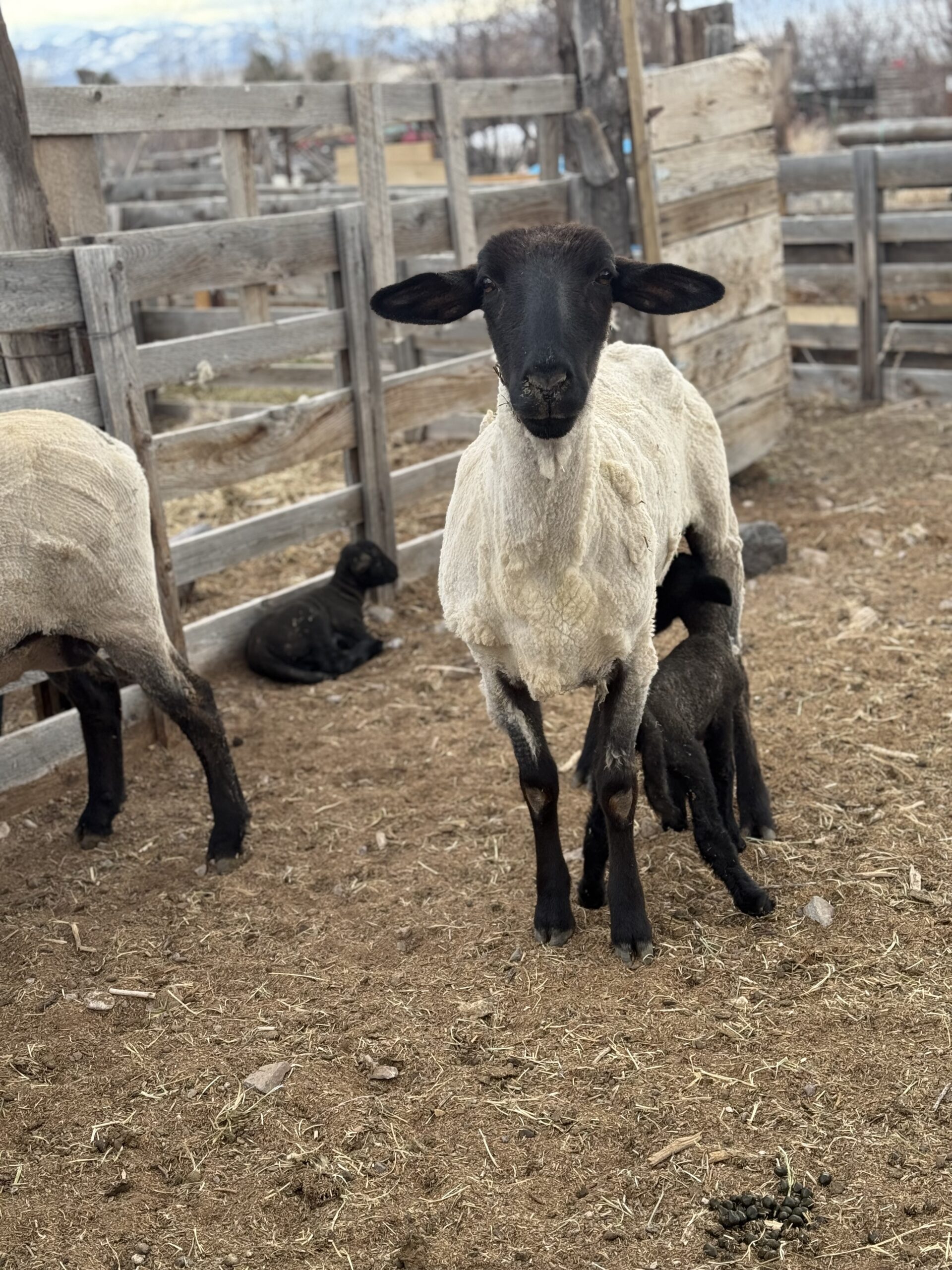 A Suffolk ewe with her lambs at the farm